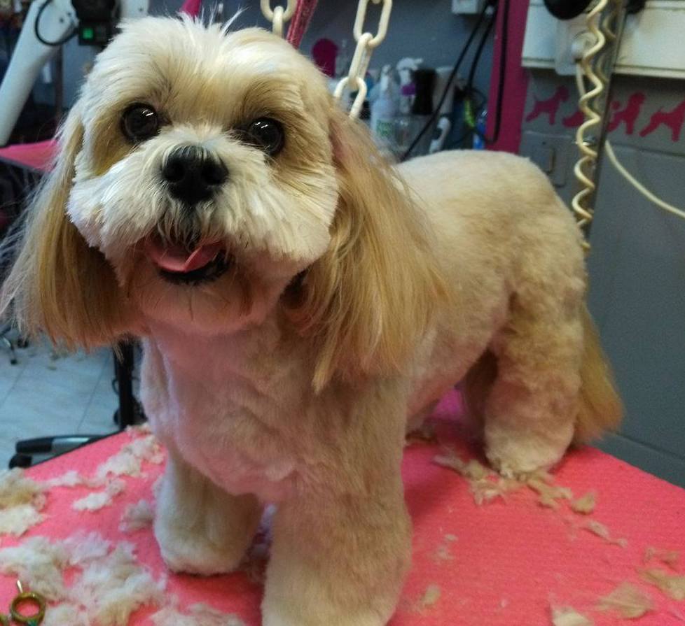 Après Shih tzu