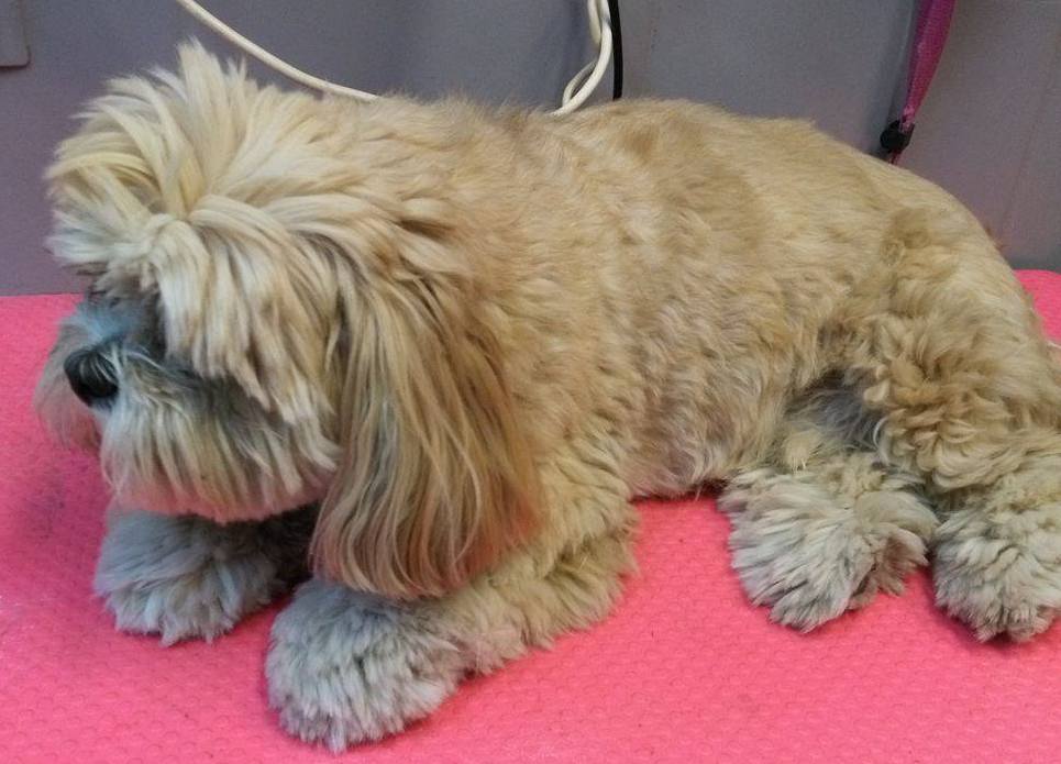 Avant Shih tzu