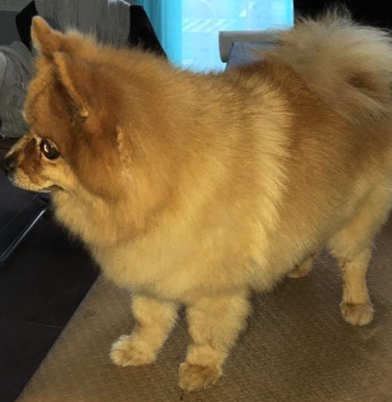 Spitz petit